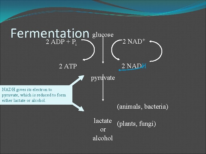 glucose Fermentation 2 ADP + P i 2 NAD+ 2 NADH 2 ATP pyruvate