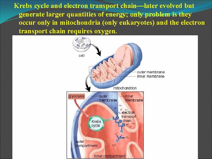 Krebs cycle and electron transport chain—later evolved but generate larger quantities of energy; only
