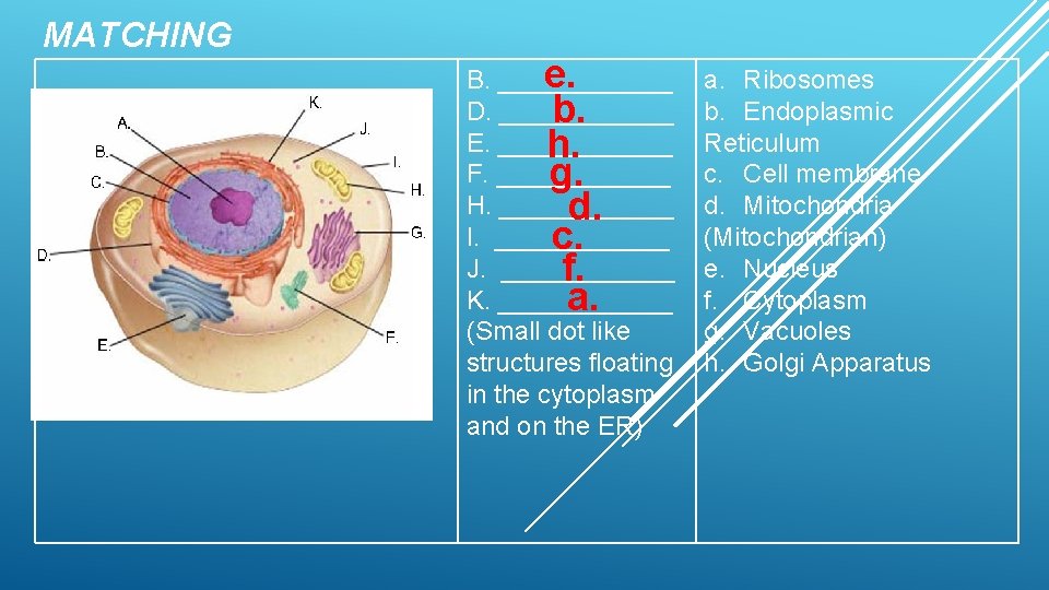MATCHING e. B. ______ D. ______ b. E. ______ h. F. ______ g. H.