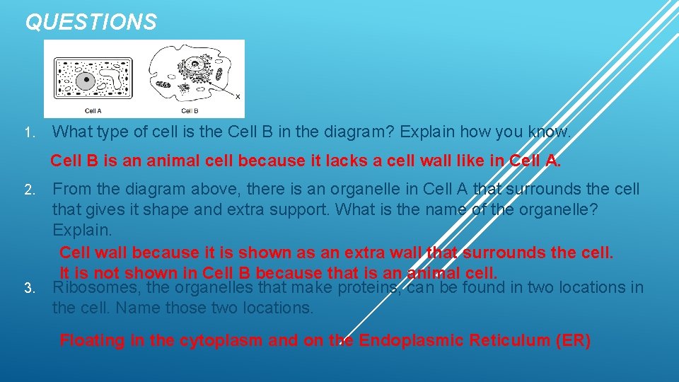 QUESTIONS 1. What type of cell is the Cell B in the diagram? Explain