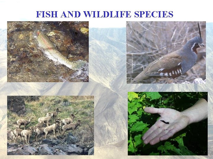 FISH AND WILDLIFE SPECIES 
