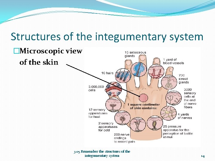 Structures of the integumentary system �Microscopic view of the skin 3. 05 Remember the