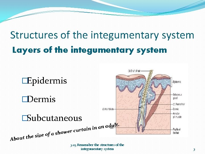 Structures of the integumentary system Layers of the integumentary system �Epidermis �Dermis �Subcutaneous dult.