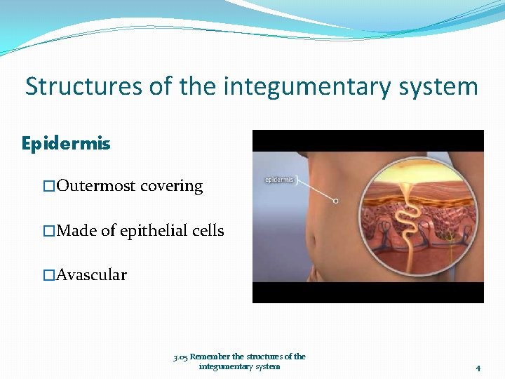 Structures of the integumentary system Epidermis �Outermost covering �Made of epithelial cells �Avascular 3.
