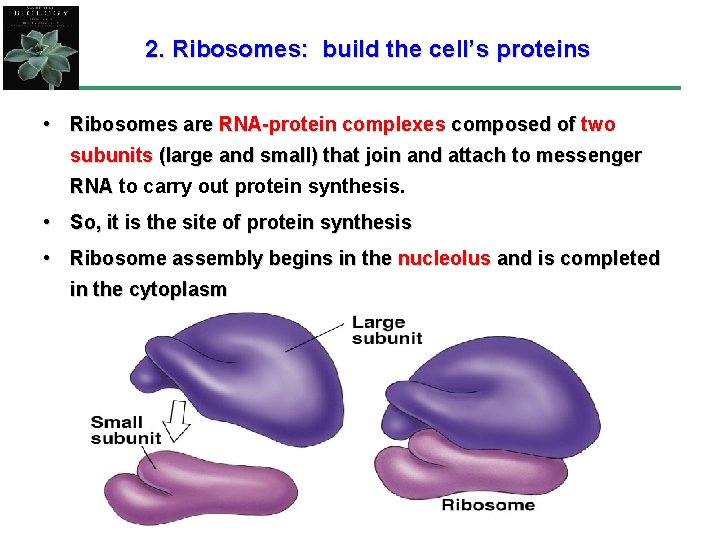 2. Ribosomes: build the cell’s proteins • Ribosomes are RNA-protein complexes composed of two