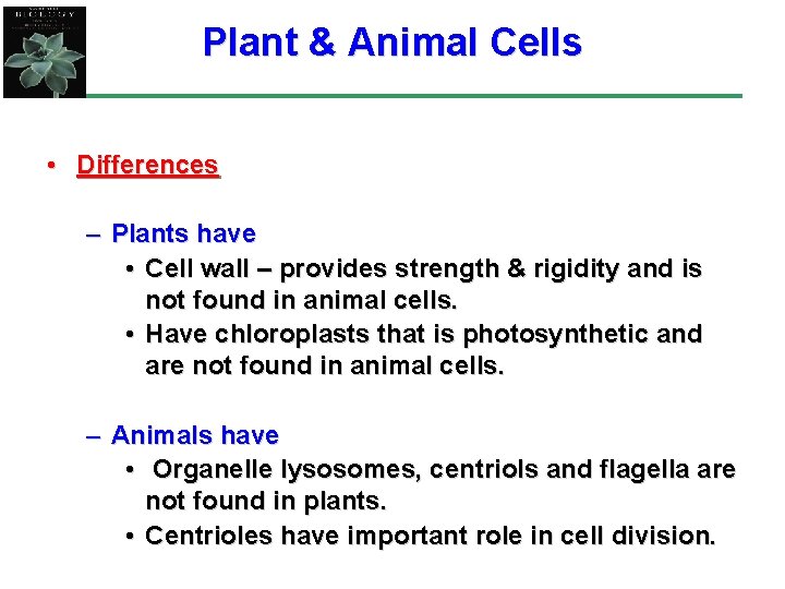 Plant & Animal Cells • Differences – Plants have • Cell wall – provides