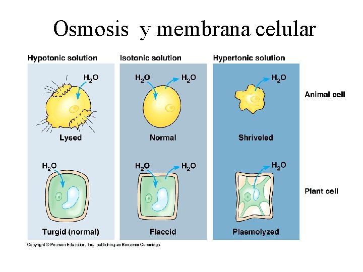 Osmosis y membrana celular 