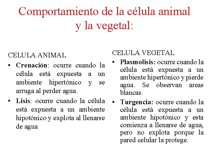 Comportamiento de la célula animal y la vegetal: CELULA ANIMAL • Crenación: ocurre cuando