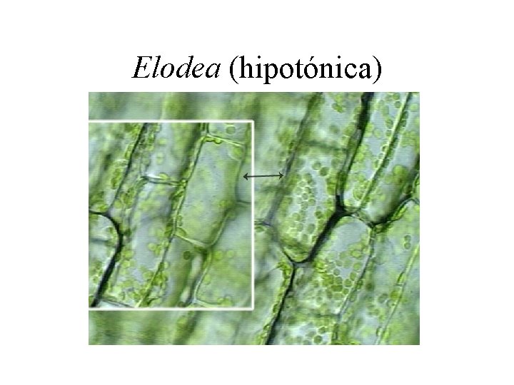 Elodea (hipotónica) 