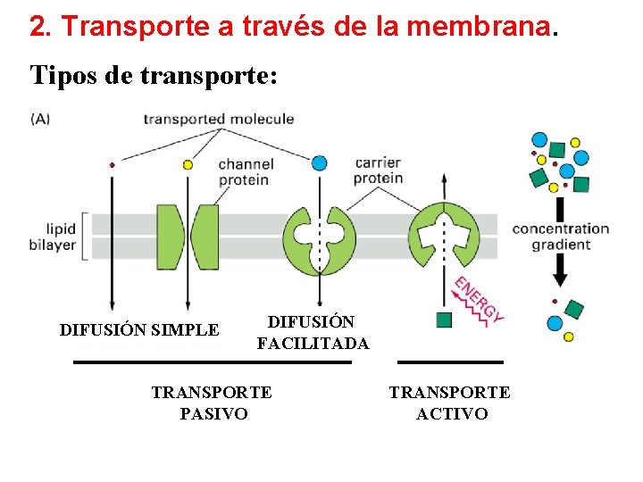 2. Transporte a través de la membrana. Tipos de transporte: DIFUSIÓN SIMPLE DIFUSIÓN FACILITADA