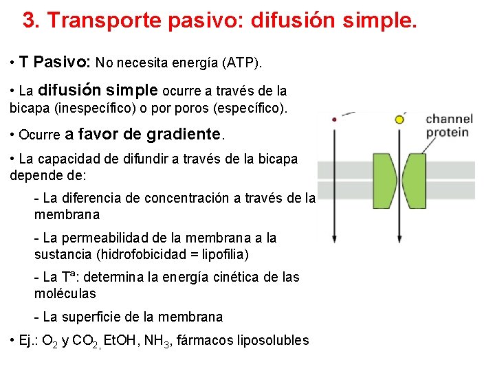 3. Transporte pasivo: difusión simple. • T Pasivo: No necesita energía (ATP). • La