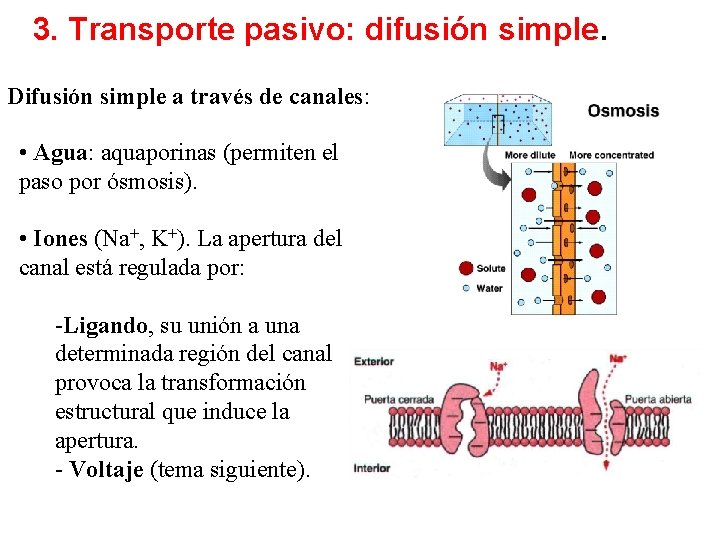 3. Transporte pasivo: difusión simple. Difusión simple a través de canales: • Agua: aquaporinas