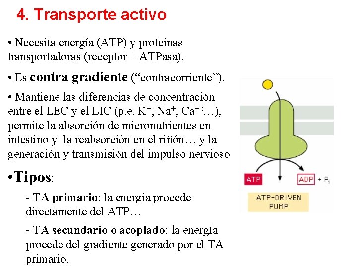 4. Transporte activo • Necesita energía (ATP) y proteínas transportadoras (receptor + ATPasa). •