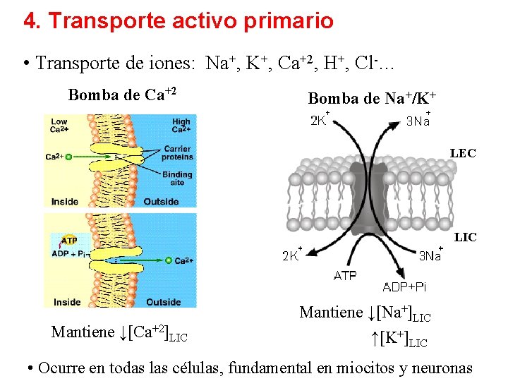 4. Transporte activo primario • Transporte de iones: Na+, K+, Ca+2, H+, Cl-… Bomba