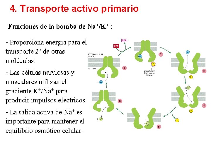 4. Transporte activo primario Funciones de la bomba de Na+/K+ : - Proporciona energía