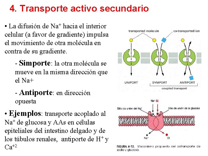 4. Transporte activo secundario • La difusión de Na+ hacia el interior celular (a