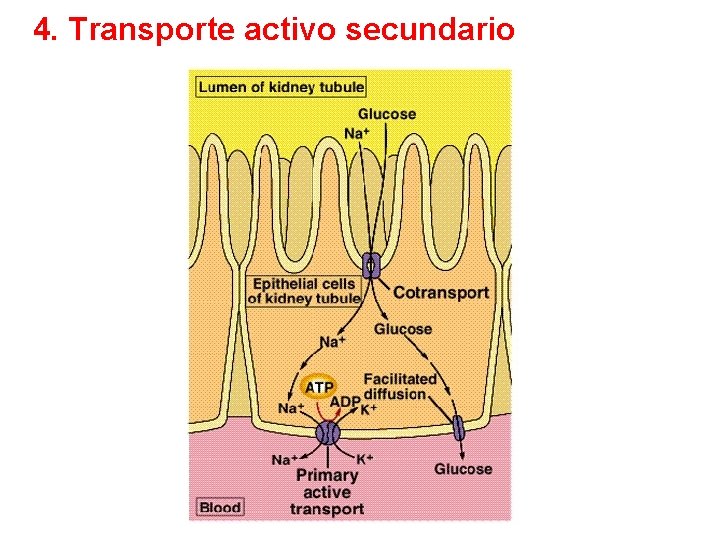 4. Transporte activo secundario 