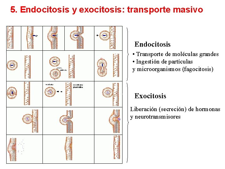 5. Endocitosis y exocitosis: transporte masivo Endocitosis • Transporte de moléculas grandes • Ingestión