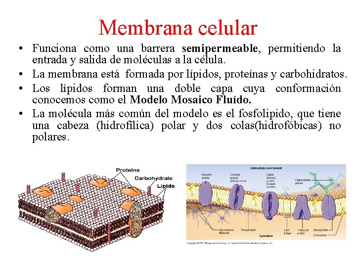 Membrana celular • Funciona como una barrera semipermeable, permitiendo la entrada y salida de
