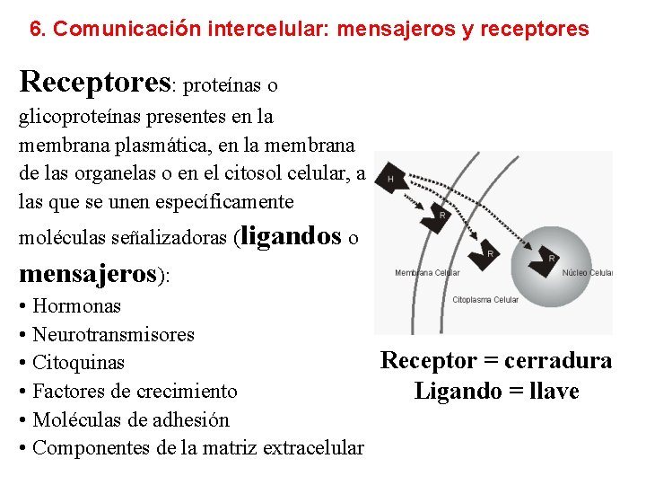 6. Comunicación intercelular: mensajeros y receptores Receptores: proteínas o glicoproteínas presentes en la membrana