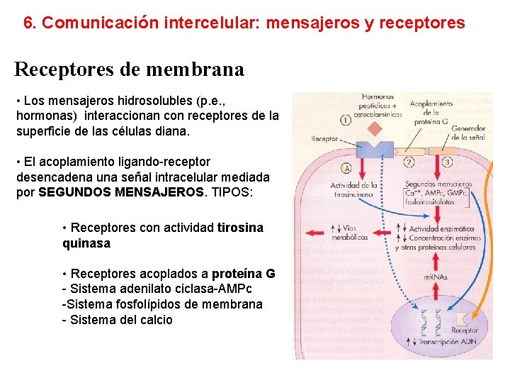 6. Comunicación intercelular: mensajeros y receptores Receptores de membrana • Los mensajeros hidrosolubles (p.