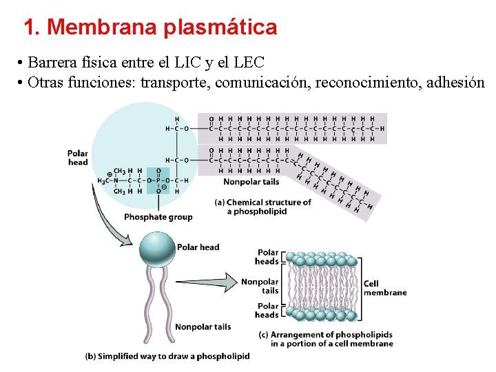1. Membrana plasmática • Barrera física entre el LIC y el LEC • Otras
