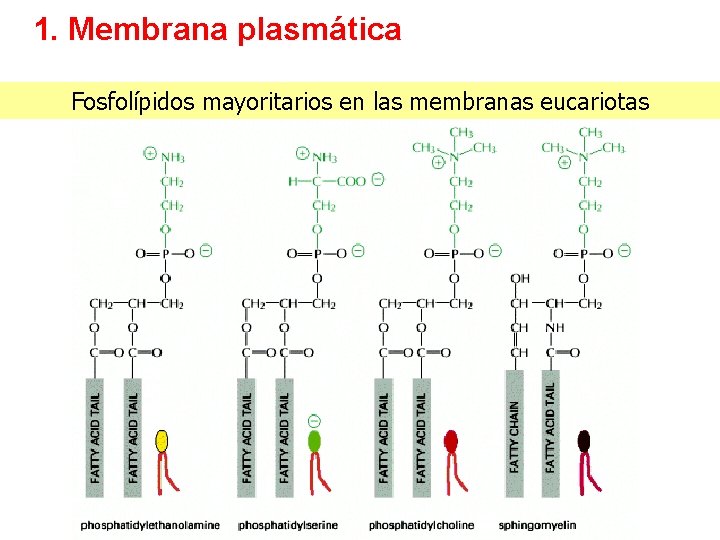 1. Membrana plasmática Fosfolípidos mayoritarios en las membranas eucariotas 