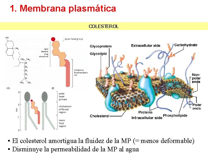 1. Membrana plasmática COLESTEROL • El colesterol amortigua la fluidez de la MP (=