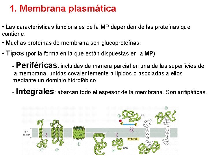 1. Membrana plasmática • Las características funcionales de la MP dependen de las proteínas