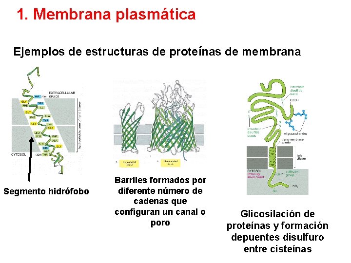 1. Membrana plasmática Ejemplos de estructuras de proteínas de membrana Segmento hidrófobo Barriles formados