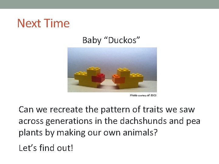 Next Time Baby “Duckos” Photo courtesy of BSCS Can we recreate the pattern of