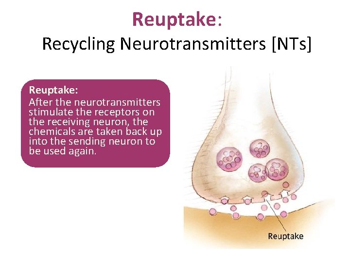 Reuptake: Recycling Neurotransmitters [NTs] Reuptake: After the neurotransmitters stimulate the receptors on the receiving