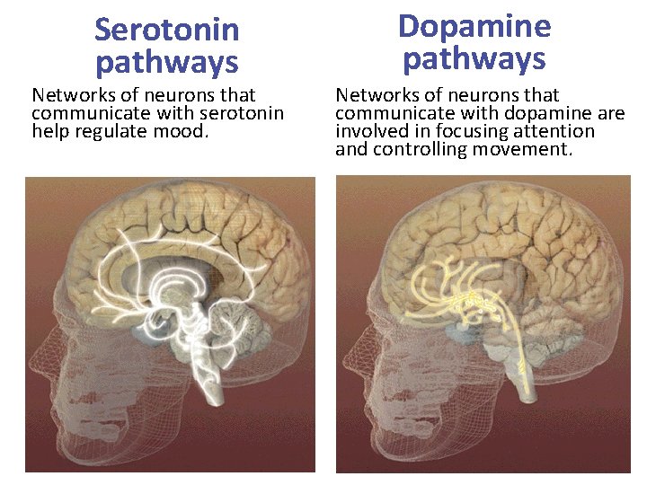 Serotonin pathways Networks of neurons that communicate with serotonin help regulate mood. Dopamine pathways