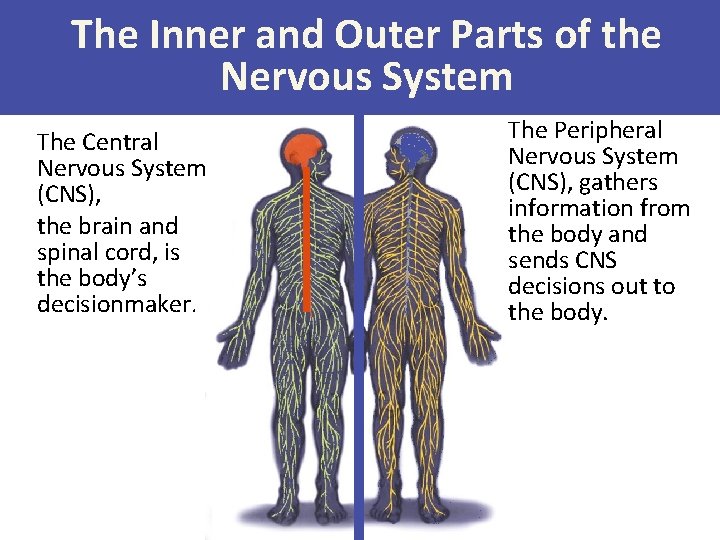 The Inner and Outer Parts of the Nervous System The Central Nervous System (CNS),