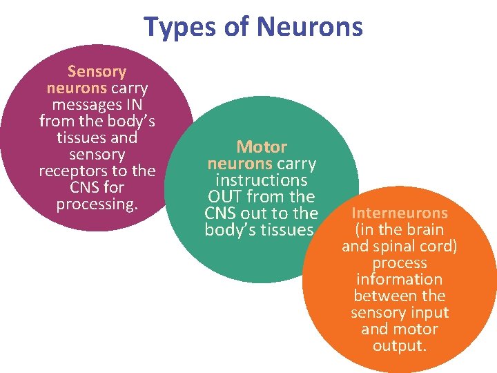 Types of Neurons Sensory neurons carry messages IN from the body’s tissues and sensory