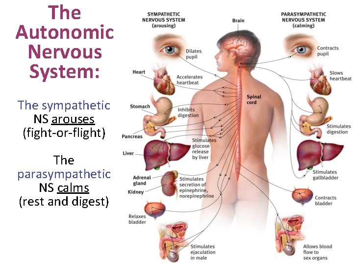 The Autonomic Nervous System: The sympathetic NS arouses (fight-or-flight) The parasympathetic NS calms (rest