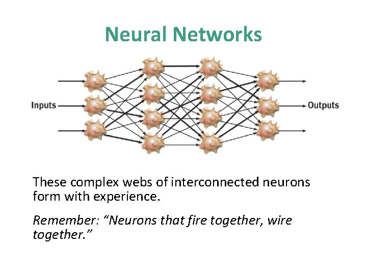 Neural Networks These complex webs of interconnected neurons form with experience. Remember: “Neurons that