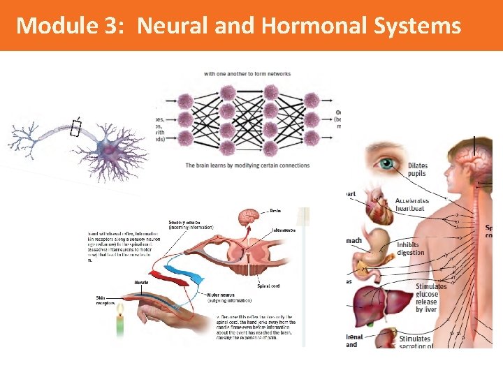 Module 3: Neural and Hormonal Systems 