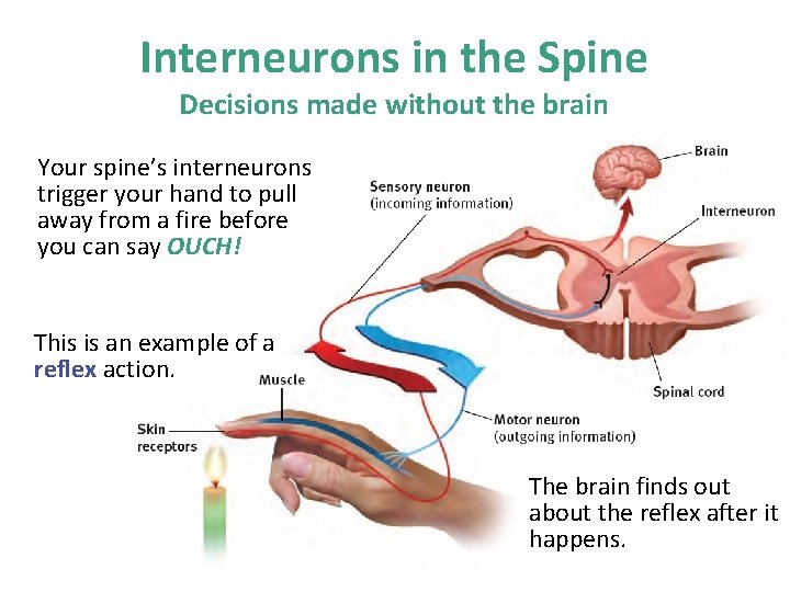 Interneurons in the Spine Decisions made without the brain Your spine’s interneurons trigger your