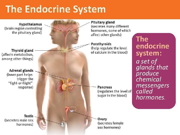 The Endocrine System The endocrine system: a set of glands that produce chemical messengers