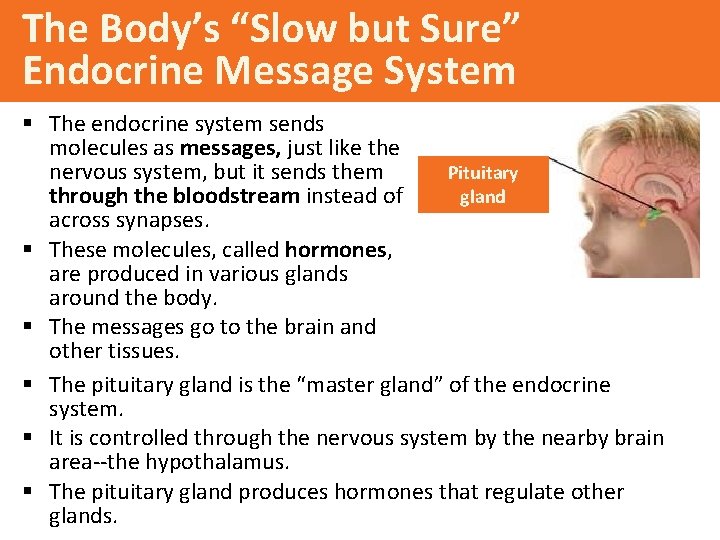 The Body’s “Slow but Sure” Endocrine Message System § The endocrine system sends molecules