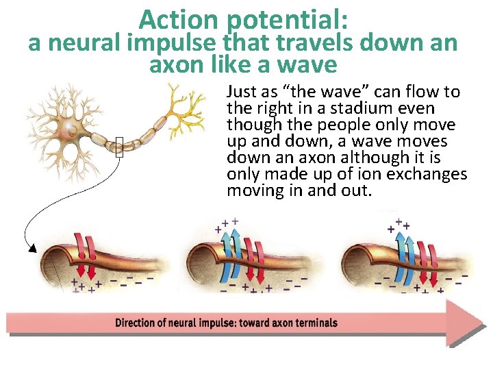 Action potential: a neural impulse that travels down an axon like a wave Just