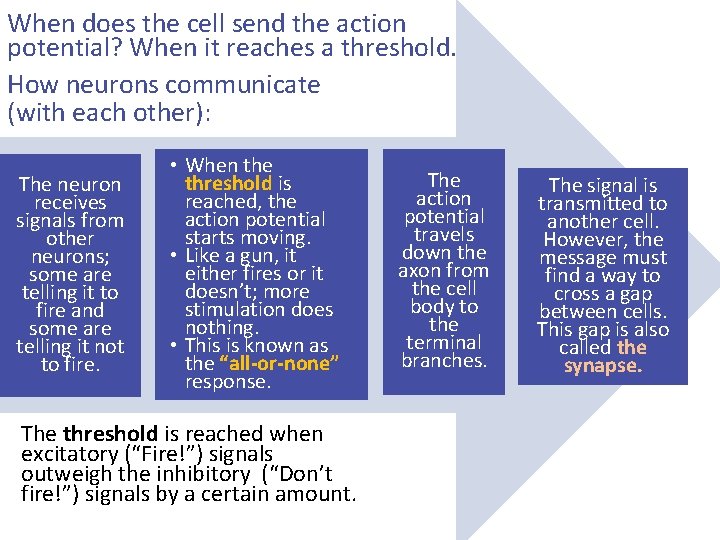 When does the cell send the action potential? When it reaches a threshold. How