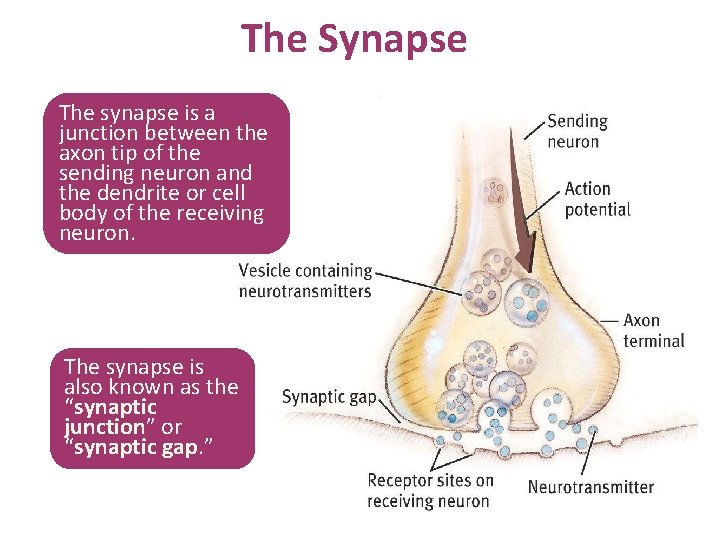 The Synapse The synapse is a junction between the axon tip of the sending