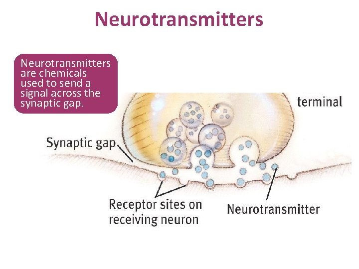 Neurotransmitters are chemicals used to send a signal across the synaptic gap. 