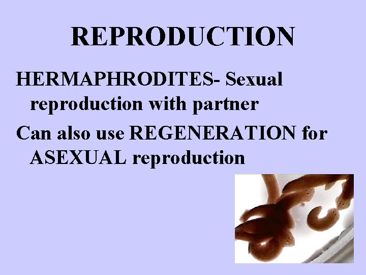 REPRODUCTION HERMAPHRODITES- Sexual reproduction with partner Can also use REGENERATION for ASEXUAL reproduction 