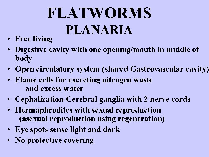 FLATWORMS PLANARIA • Free living • Digestive cavity with one opening/mouth in middle of