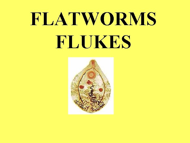 FLATWORMS FLUKES 