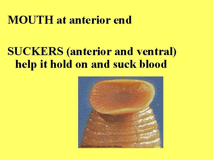 MOUTH at anterior end SUCKERS (anterior and ventral) help it hold on and suck
