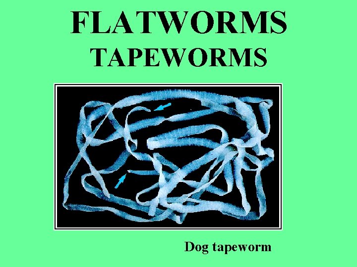 FLATWORMS TAPEWORMS Dog tapeworm 